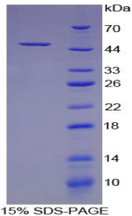 Recombinant Colony Stimulating Factor 2, Granulocyte Macrophage (GM-CSF)