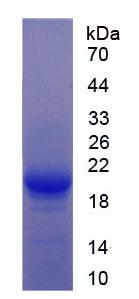 Recombinant Hepatocyte Growth Factor (HGF)