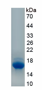 Recombinant Inhibin Beta E (INHbE)