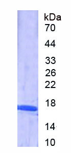 Recombinant Interferon Gamma (IFNg)