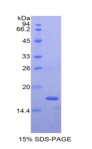 Recombinant Interferon Gamma (IFNg)