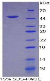 Recombinant Interferon Gamma (IFNg)