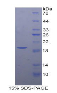 Recombinant Insulin Like Growth Factor Binding Protein 3 (IGFBP3)