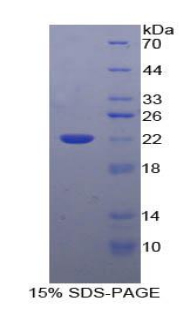 RPA056Bo01.jpg