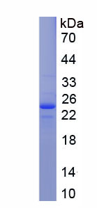 Recombinant Interleukin 10 (IL10)