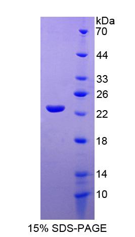 Recombinant Interleukin 10 (IL10)