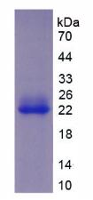 Recombinant Interleukin 10 (IL10)