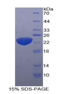 Recombinant Interleukin 11 (IL11)