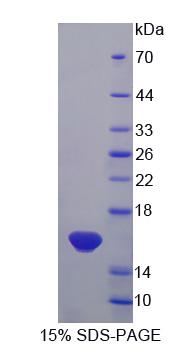 Recombinant Interleukin 13 (IL13)