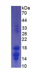 Recombinant Interleukin 15 (IL15)