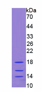 Recombinant Interleukin 15 (IL15)