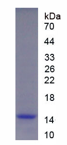 Recombinant Interleukin 15 (IL15)