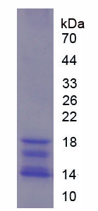 Recombinant Interleukin 15 (IL15)