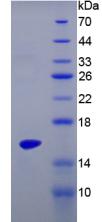 Recombinant Interleukin 17 (IL17)