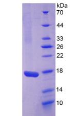 Recombinant Interleukin 17 (IL17)