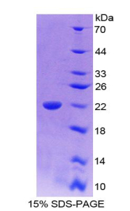 Recombinant Interleukin 18 (IL18)