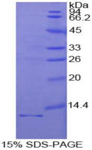 Recombinant Interleukin 1 Receptor Type I (IL1R1)