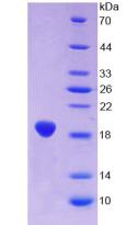 Recombinant Glial Fibrillary Acidic Protein (GFAP)