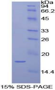 Recombinant Interleukin 1 Alpha (IL1a)