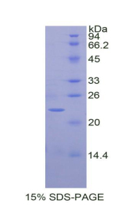 Recombinant Interleukin 1 Alpha (IL1a)