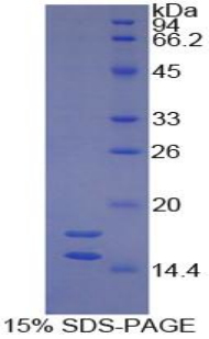 Recombinant Interleukin 1 Alpha (IL1a)