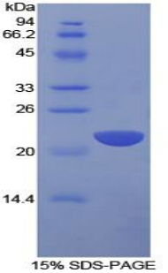 Recombinant Interleukin 1 Alpha (IL1a)