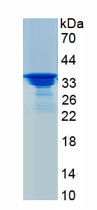 Recombinant Defensin Beta 2 (DEFb2)