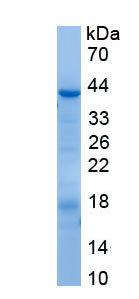 Recombinant Immunoglobulin G1 (IgG1)