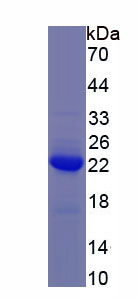 Recombinant Interleukin 3 (IL3)