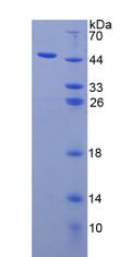 Recombinant Interleukin 3 (IL3)