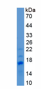 Recombinant Interleukin 4 (IL4)