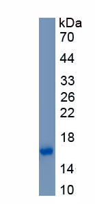 Recombinant Interleukin 4 (IL4)