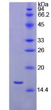 Recombinant Interleukin 4 (IL4)