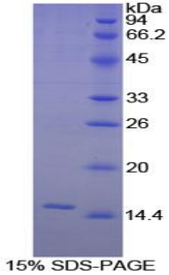 Recombinant Interleukin 8 (IL8)