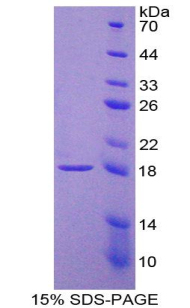 Recombinant Interleukin 9 (IL9)