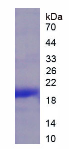 Recombinant Leptin (LEP)