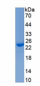 Recombinant Leukemia Inhibitory Factor (LIF)
