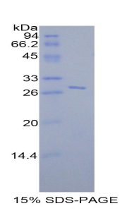 Recombinant Selectin, Leukocyte (SELL)