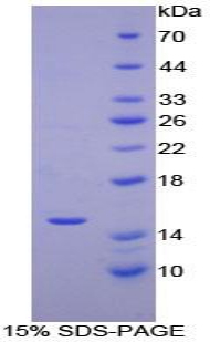 Recombinant Monocyte Chemotactic Protein 1 (MCP1)