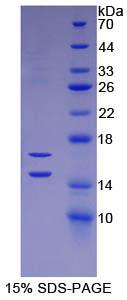 Recombinant Monocyte Chemotactic Protein 1 (MCP1)