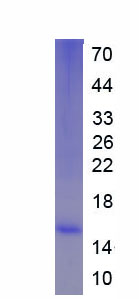 Recombinant Monocyte Chemotactic Protein 1 (MCP1)