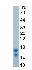 Recombinant Monocyte Chemotactic Protein 2 (MCP2)