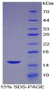 Recombinant Monocyte Chemotactic Protein 2 (MCP2)