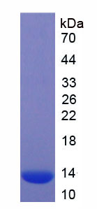 Recombinant Monocyte Chemotactic Protein 3 (MCP3)