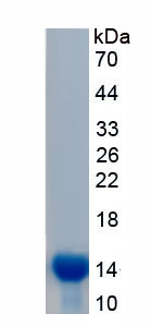 Recombinant Monocyte Chemotactic Protein 3 (MCP3)