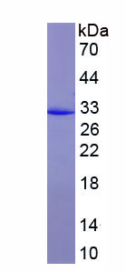 Recombinant Monocyte Chemotactic Protein 3 (MCP3)