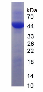 Recombinant Colony Stimulating Factor 1, Macrophage (MCSF)