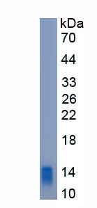 Recombinant Macrophage Inflammatory Protein 3 Alpha (MIP3a)