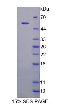 RPA097Bo01.jpg