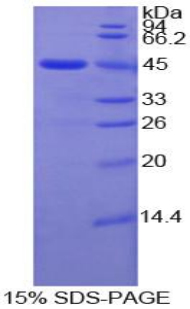 Recombinant Matrix Metalloproteinase 10 (MMP10)